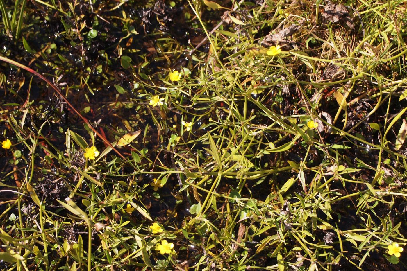 Spearwort, Lesser plant